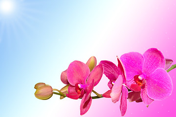Image showing Romantic purple orchid flowers on gradient background