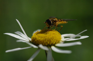 Image showing Daisy