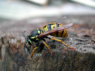 Image showing Wasp