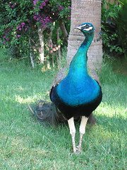 Image showing Peacock