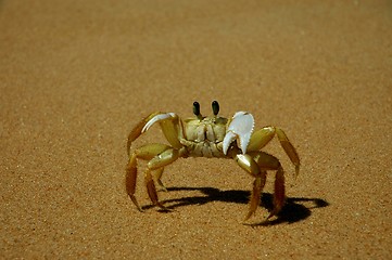 Image showing Crab