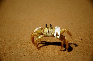 Image showing Crab