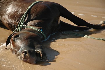 Image showing Dead horse