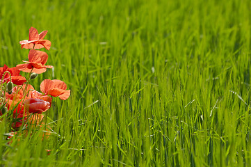 Image showing Poppies and corn