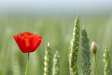 Image showing Red poppy