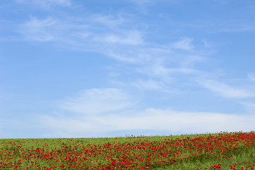 Image showing Red poppies