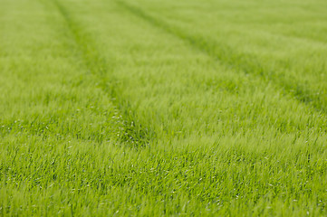 Image showing Track in corn