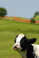 Image showing Funny cow