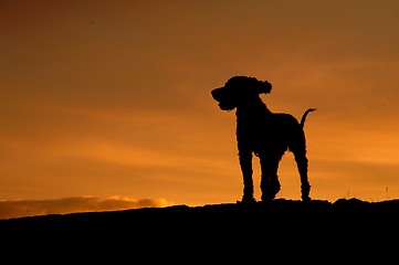 Image showing Sunset dog