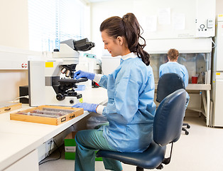 Image showing Scientist Working In Laboratory