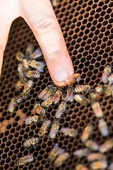 Image showing Beekeeper Feeding Honey to Bees