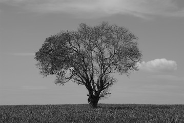 Image showing Lone tree in a field