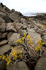 Image showing flower abstract pond water coastline salt in  lanzarote spain 