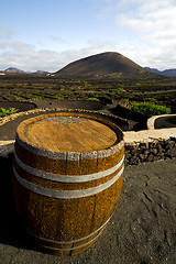 Image showing  grapes wall crops  cultivation barrel