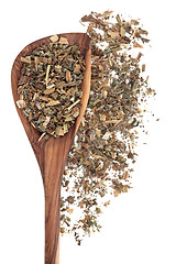 Image showing Borage Herb