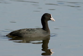 Image showing Common Coot