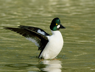 Image showing Goldeneye