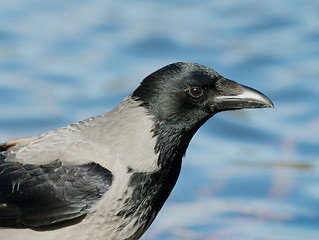 Image showing Hooded Crow
