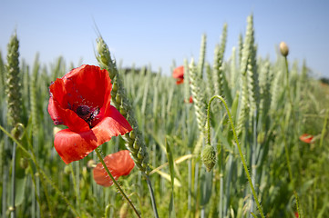 Image showing Red poppy