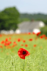Image showing Poppy and farm