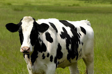 Image showing Cow