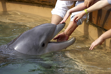 Image showing touching dolphin at seaworld orlando florida