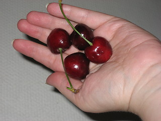 Image showing Hand with cherries