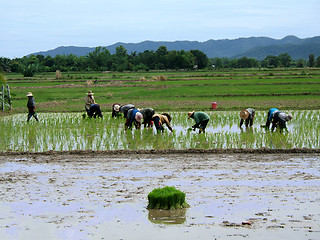 Image showing Women in a rice plantation