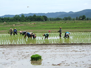 Image showing Rice plantation