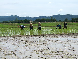 Image showing Asian rice plantation