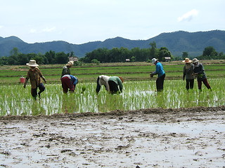 Image showing Asian rice plantation