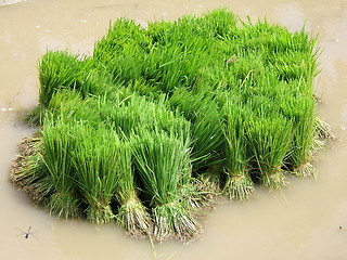 Image showing Rice plants