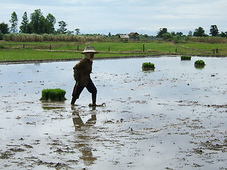 Image showing Rice plantation