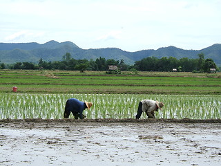 Image showing Rice plantation