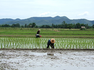 Image showing Rice plantation