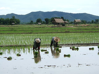 Image showing Rice plantation