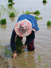 Image showing Woman at work in a rice plantation