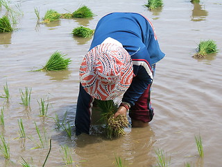 Image showing Rice plantation