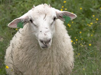 Image showing Sheep