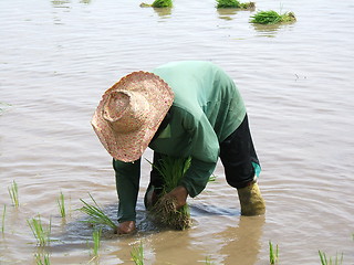 Image showing Rice plantation