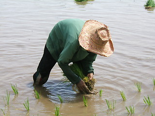 Image showing Rice plantation