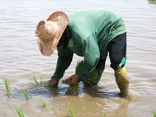 Image showing Rice plantation