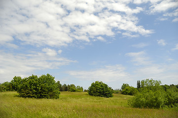 Image showing Trees