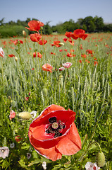 Image showing Red poppy