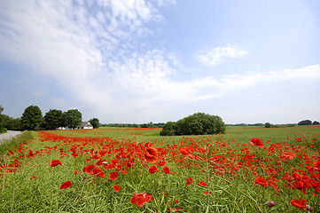 Image showing Farmland