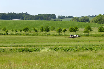 Image showing Landscape and cows