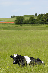 Image showing Cow resting