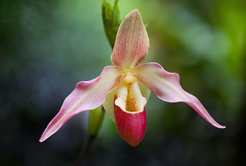 Image showing Orchid