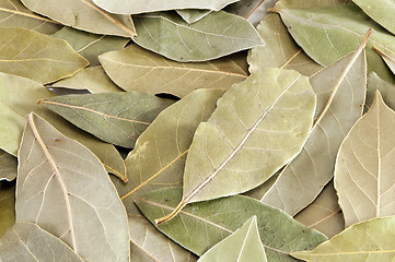 Image showing Bay leaf