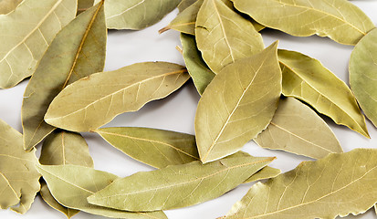 Image showing Bay leaf